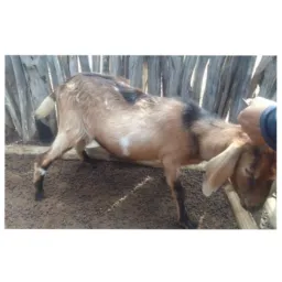 Rifa de um bode 🐐