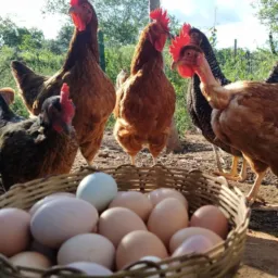 AGROPRODUTORES DE CARNE-LEITE-GALINHA-OVOS ETC