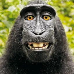 FUNDAÇÃO DOS IMITADORES DE MACACO (FIM)