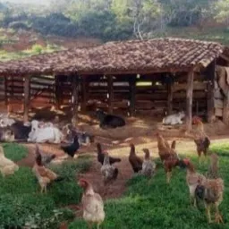 Tudo do Sitio 🐔🐴🐣🧀🥖🌽🐓🥚