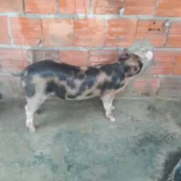 Rifa de uma bacorota