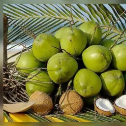 Grupo do coco