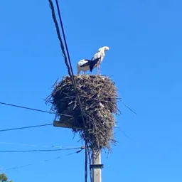 *MAOSQUEAJUAM*ajuda a bebezinha que ainda nem nasceu, mas já precisa de nós!