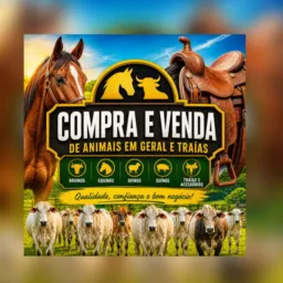 Traias selas cavalos muares gado compra e venda