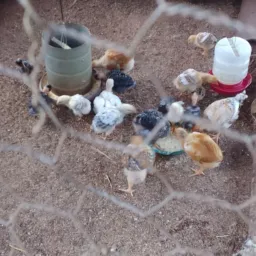 Grupo dos amigos