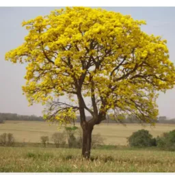 Tarumã e Regiões