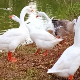 🦚CRIADORES🦚 de AVES e ANIMAL🪿de TODAS as RAÇAS, CANÃA e REGIÃO do PARÁ 🦃🐄🐐🐎🦆🦜🐖🐔🐓🐇🐩🐣🦃🕊️