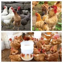 Grupo de Bragança e região criadores de galinhas e patos etc...🐓🦆🪿🦢🦚🦃🐥