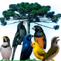 FEIRA DAS AVES BOA E BARATAS