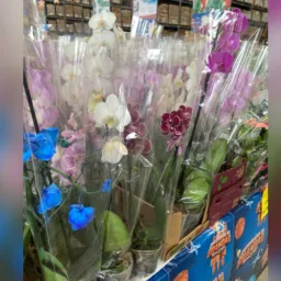 01- Flores Economart