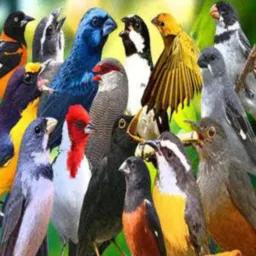 Grupo de aves Campina grande