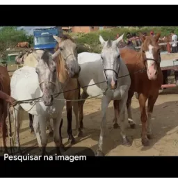 compra e venda da catingueira