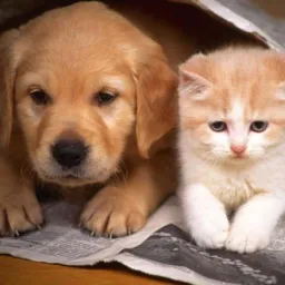 DOAÇÃO DE ANIMAIS ❤️😍🥰