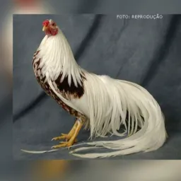 Grupo de imitar galinha