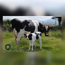 Grupo da gambira do gado de leite