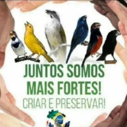 catiras e venda d passaro