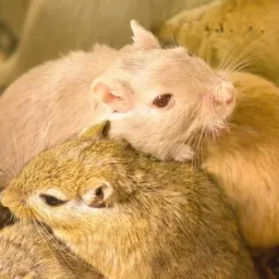 👥Criadores de Gerbil🐭🐹