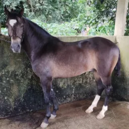 🐴🐴Assessoria Herdy Magalhães 👏👏