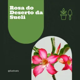 Rosas do deserto da Sueli🌸/ samambaia🪴/cactos🌵/Suculentas 🌱