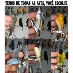 Pássaros de Belford roxo e bairros vizinhos.