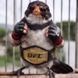 Venda e troca de passarinho Mari , sape e região 🐦