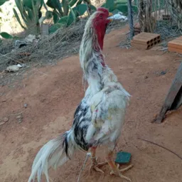 Rifa de um frango novo 🐔🤯🍀