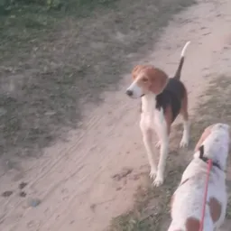Rifa do cachorro maroto