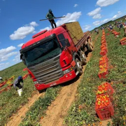 GALETE CAMINHOES - VENDAS🍅🍅011