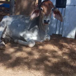 Catireiro raiz 🐴🐂🏍️🛻
