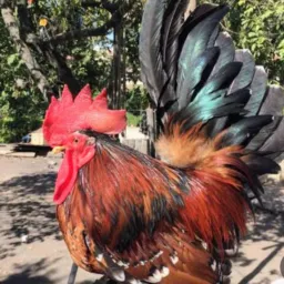 Chabos Nagasaki Brasil 🐓🇧🇷
