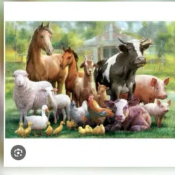 CRIADORES DO RN 🐓🐣🦃🪿🦆