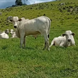 Compra e venda de gado e cavalos