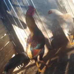 Gurizada do Rinheiro