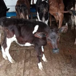 Rifa de uma bezerra olandesa