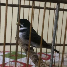 Vendas e trocas de Arapiraca 🐦‍⬛