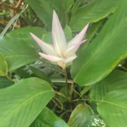 Vendas de plantas e cactos