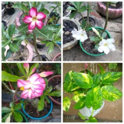 Rosas 🌷 Cactos 🌵 e Suculentas🌹🌷🌵🪴