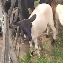 RIFA UMA LINDA MARAN DE OVELHAR