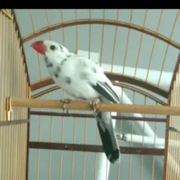 Pássaros BC
