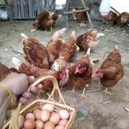 🧑🏻🌾🐓VENDAS NA ROÇA🐄🛣️