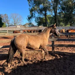 Brik de cavalos e arreios RS.