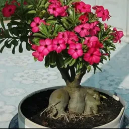 Vendas de plantas🪴e apreciação ❤️