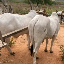 Vendas de animais e carro e moto