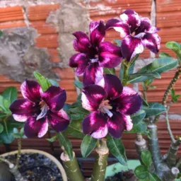 Grupo de flores da Mara vendas 🌺🌺🌺🌺