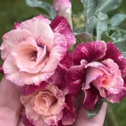 *Rifa de Rosas do Deserto *