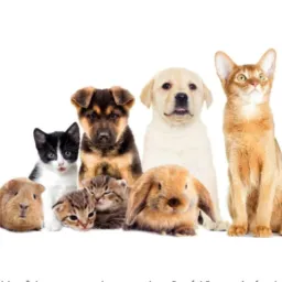 CAUSA DOS ANIMAIS - DF E ENTORNO