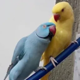 🦜PETS SÓ AVES MINAS 4 🐇