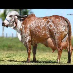 COMPRA E VENDA DE VACA LEITEIRA JI PARANÁ E REGIÃO PRÓXIMAS.
