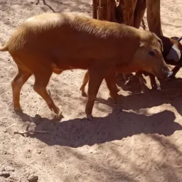 RIFA DE UM PORCO