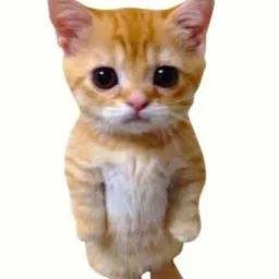 Multirao cat land 🐱